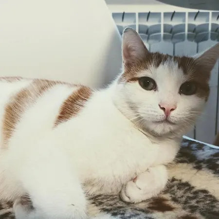 W Goldapi Motel Gołdap