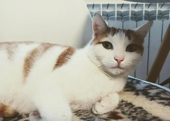 W Goldapi 汽车旅馆 Gołdap